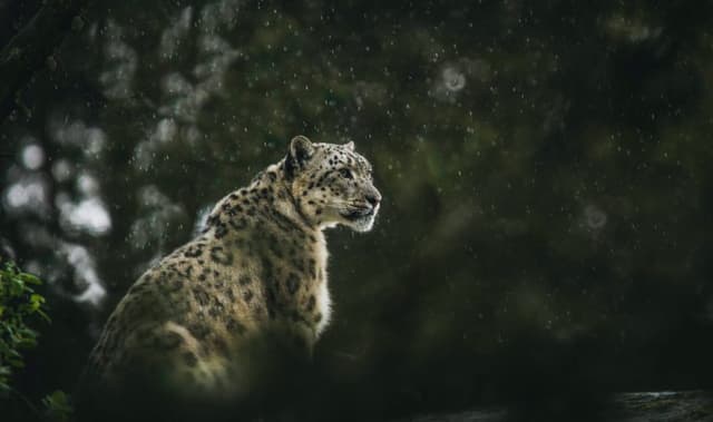 Wildlife Protection
